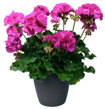 O xeranio escollido para substituír a Toni Cantó levará os colores de UPyD