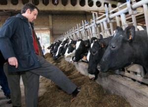 Feijóo enfadado por non ter aínda un tractor patea a comida das vacas.