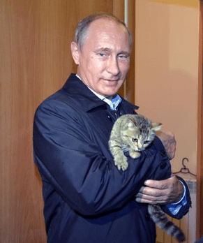 gato putin