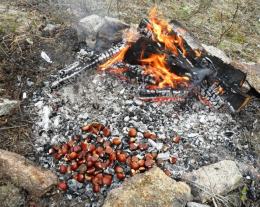 A OMS considera que comer un chourizo asado é como comer plutonio