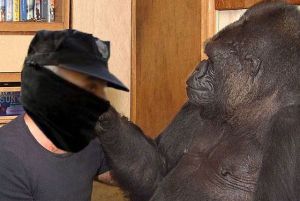 Koko, o gorila máis intelixente do mundo, felicitando ao policía pola súa graduación